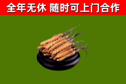 石嘴山烟酒回收冬虫夏草.jpg