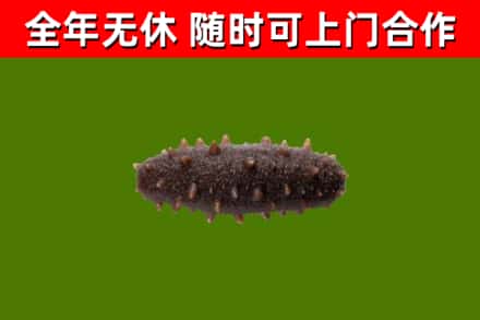 石嘴山烟酒回收干海参.jpg